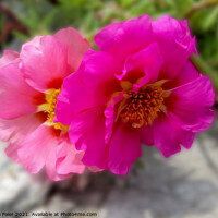 Buy canvas prints of Pink flowers in the sun by Marinela Feier