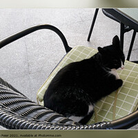 Buy canvas prints of Black cat on a terrace by Marinela Feier