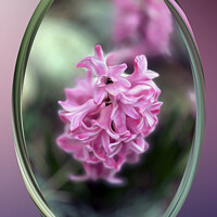 Buy canvas prints of Hyacinth in spring by Marinela Feier