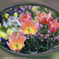 Buy canvas prints of Golden pink tulips by Marinela Feier