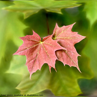 Buy canvas prints of Two maple leaves by Marinela Feier