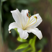 Buy canvas prints of Twilight white lily by Marinela Feier