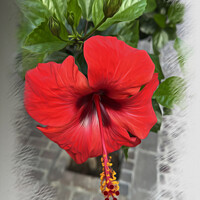 Buy canvas prints of Bright red flower by Marinela Feier