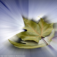 Buy canvas prints of Flying maple leaves by Marinela Feier