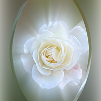 Buy canvas prints of White Rose by Marinela Feier