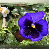 Buy canvas prints of Purple pansy by Marinela Feier