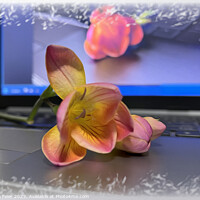 Buy canvas prints of Freesia flower on the keyboard by Marinela Feier