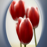 Buy canvas prints of Red tulips by Marinela Feier