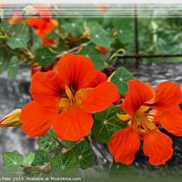 Buy canvas prints of Bright orange flowers by Marinela Feier