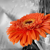Buy canvas prints of Fire on petals by Marinela Feier