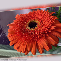 Buy canvas prints of Bright orange blossom by Marinela Feier
