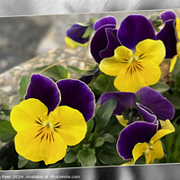 Buy canvas prints of Violet yellow pansies by Marinela Feier