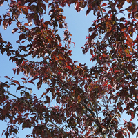 Buy canvas prints of  red branches under the blue sky by Marinela Feier