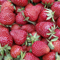 Buy canvas prints of  fresh strawberries 1 by Marinela Feier