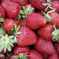 Buy canvas prints of  fresh strawberries 2 by Marinela Feier