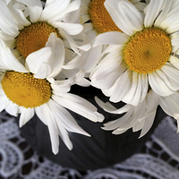 Buy canvas prints of  daisies in a clay pot by Marinela Feier