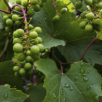 Buy canvas prints of  grapes in the rain by Marinela Feier