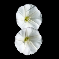 Buy canvas prints of  two white flowers by Marinela Feier