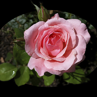 Buy canvas prints of  blooming rose by Marinela Feier