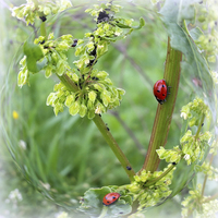 Buy canvas prints of  the ladybugs by Marinela Feier