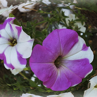 Buy canvas prints of  purple and white by Marinela Feier