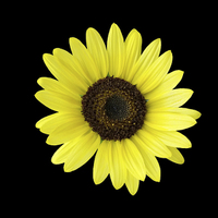 Buy canvas prints of  sunflower by Marinela Feier
