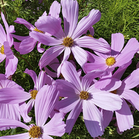 Buy canvas prints of  purple flowers in the sun by Marinela Feier