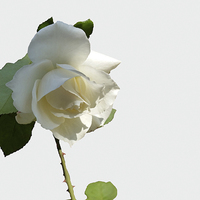 Buy canvas prints of  a white rose by Marinela Feier
