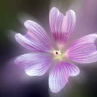 Buy canvas prints of  purple petals by Marinela Feier
