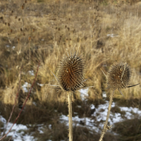 Buy canvas prints of  thistles in January by Marinela Feier