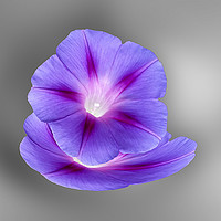 Buy canvas prints of glowing purple flowers by Marinela Feier