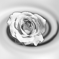 Buy canvas prints of Rose in white by Marinela Feier