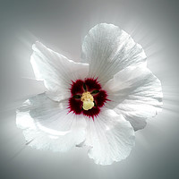 Buy canvas prints of glowing white petals by Marinela Feier