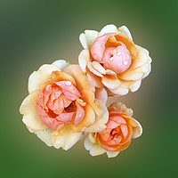 Buy canvas prints of yellow roses by Marinela Feier