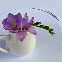 Buy canvas prints of purple freesia flower by Marinela Feier