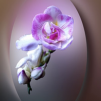 Buy canvas prints of pink freesia flower by Marinela Feier