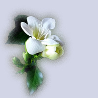 Buy canvas prints of white freesia flower by Marinela Feier
