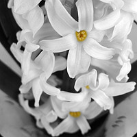 Buy canvas prints of hyacinth in black and white by Marinela Feier