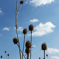 Buy canvas prints of thistles, village and blue sky by Marinela Feier