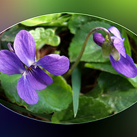 Buy canvas prints of the first violets by Marinela Feier