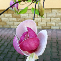Buy canvas prints of pastel colored magnolia by Marinela Feier