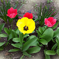 Buy canvas prints of yellow and red tulips by Marinela Feier