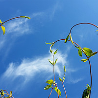 Buy canvas prints of twigs in the wind by Marinela Feier