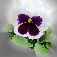 Buy canvas prints of Pansy purple white by Marinela Feier