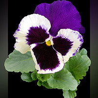 Buy canvas prints of white and purple pansy by Marinela Feier