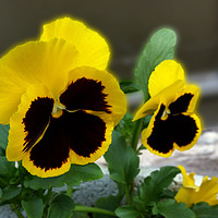 Buy canvas prints of two yellow pansies by Marinela Feier