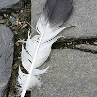 Buy canvas prints of feather on pavement by Marinela Feier