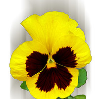 Buy canvas prints of burgundy yellow pansy by Marinela Feier