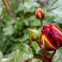 Buy canvas prints of rose buds in the rain by Marinela Feier