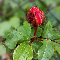 Buy canvas prints of rosebud in the rain by Marinela Feier